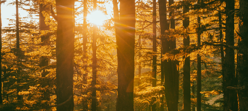 Forest trails at shimla